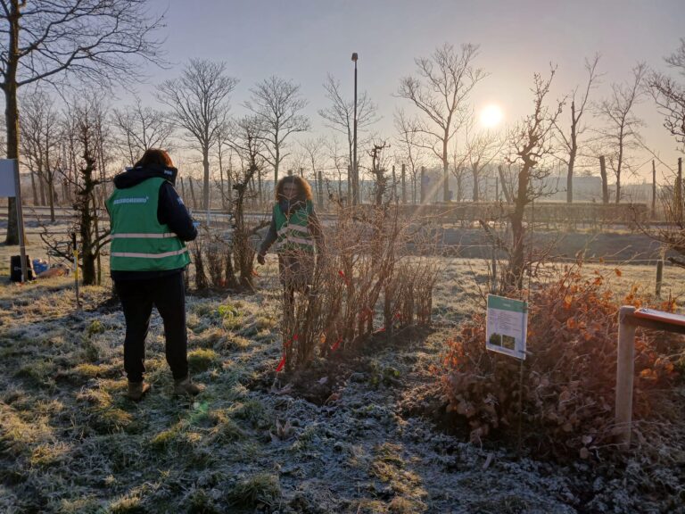 1 febr Uitdeeldag op Tholen