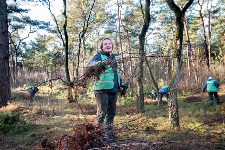 Oogsten jonge boompjes om heideveldje te beschermen tegen dichtgroeien, 10 januari 2025 op landgoed Beerschoten.
