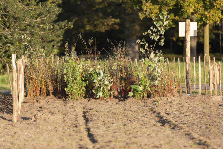 Foto: Sabine Grootendorst