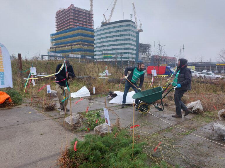 carweide bomenhub in Den Haag 2