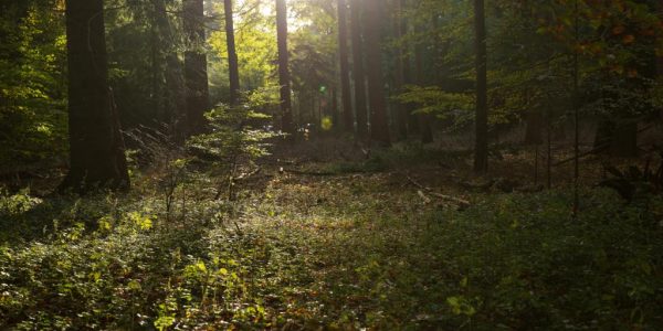 Afbeelding van WhatsApp op 2023-11-04 om 12.54.17_688d4282