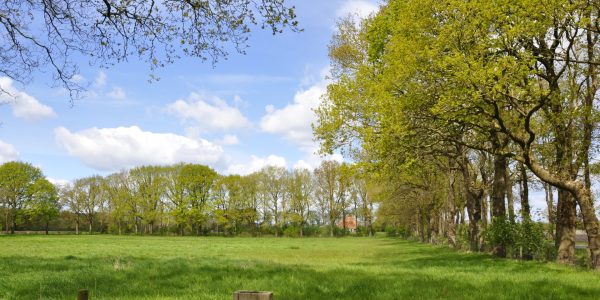 _DSC0102_eiken Alberdalaan Nijeberkoop_foto Landschapsbeheer Friesland