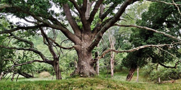 Solitaire boom Floris van Hintum