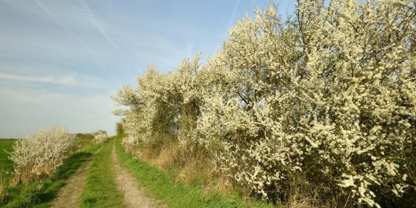 Vilda_116798_Sleedoorn_in_bloei_Yves_Adams_A5_55011.179f6ae3